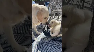 Golden Retrievers Become Soulmates