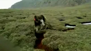 Snow leopard attack yak in Tibet