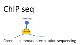 ChIP seq - Chromatin Immunoprecipitation sequencing