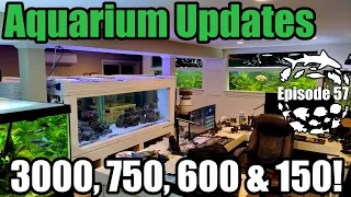 Aquarium Updates! 3000, 750 & 600 Gallon Tanks. Cichlids Breeding & More!