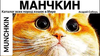 МАНЧКИН. ВСЕ ПОРОДЫ КОШЕК МИРА. MUNCHKIN.