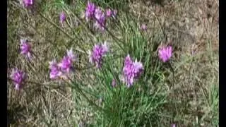 Wild Flowers