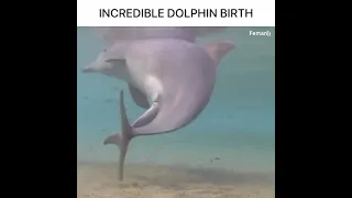 naissance d'un dauphin