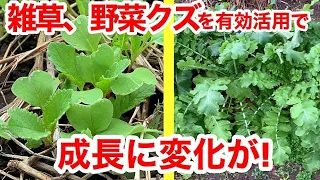 【肥料はいらない！】雑草と〇〇だけで畑が勝手に堆肥に！自然農2年目土作り