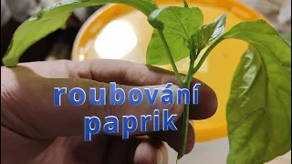 roubování paprik, znovu a lépe