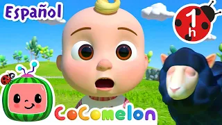 ¡CoComelon! | OVEJITA NEGRA | 1 HORA de Canciones Infantiles en Español Latino