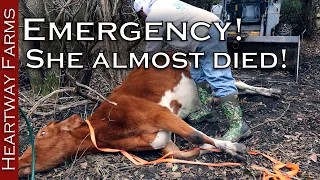 Can we save this bloated cow? Animal Emergency | Cow Bloat | Homesteading | Dr Pol | Heartway Farms