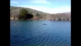 Amazing Lake Monster Footage "Champ?"