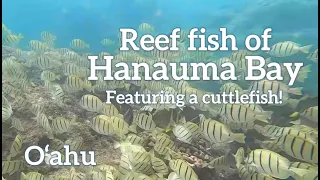 Getting to know the reef fish at Hanauma Bay