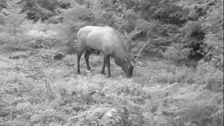 Animals on the move near I-90 Wildlife Crossings