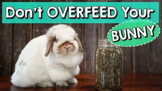 Rabbit Feeding Tips - Don't Overfeed Your Bunny!