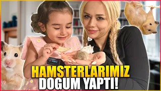 ŞOK OLDUK!! HAMSTERİMİZ DOĞURDU 😱(Bir Sürü Bebeğimiz Oldu) @GamzeKarta