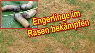 Engerlinge im Rasen bekämpfen & entfernen - Gelbe Flecken im Rasen durch Schädlinge