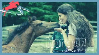 An Inside Look at the UVM Morgan Horse Farm! | DiscoverTheHorse [Episode #24]