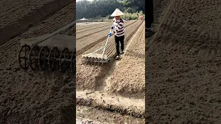 Ditching flattening Fields  Sowing Vegetable Seeds #satisfying #short