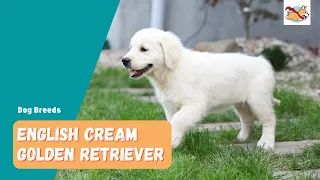 English Cream Golden Retriever: A Complete Visual Guide To This Stunning Dog!