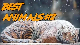 Best Animals Coub #2 | Лучшие кубы с животными #2 (Ноябрь 2018)