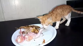 Feed an Orphaned Rescue Kitten / Rescue Hungry Kitten Wants Food / Rescue Kitten's First Meal