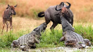 Lucky Wildebeest Escape From Underwater Ambush From Croccodile- Animal Attacks