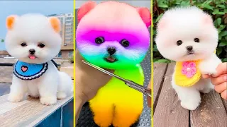 Cute Pomeranian Puppies Doing Funny Things #13 - Cute and Funny Dogs