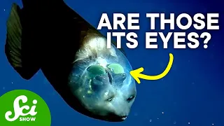 The Strange Mystery of the Barreleye Fish