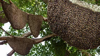 | The Day I Almost Died - Million Dollars Skill! Brave Millionaire Harvesting Honey Beehive by Hands