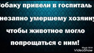 Собаку привели к умершиму чтоб животное могло попрощаться с ним