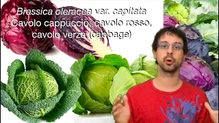 "Quello che sorpassa ogni altro vegetale..."