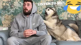 Never Ignore A Siberian Husky! [THE FUNNIEST ENDING EVER!!]