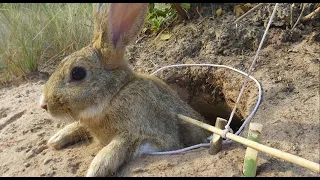 Simple Easy Rabbit Trap Make From underground hole Work DIY 100%