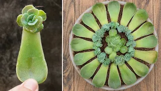 how to grow succulent plants from leaves, easy for beginners
