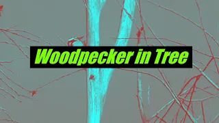 Woodpecker in Tree Medium