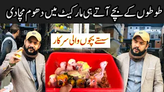 Kashmiri Raw Parrot Babies | Green Ringneck Parrot Chicks | Parrot Chick | bolna wala tote k Bache