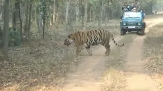 male tiger Rakha mamla gate Chandrapur