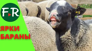 Breeding barren ewe and rams - producers of the Romanov breed. Sale! Pioneer Breeding farm.