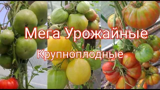 ТОП-10 Лучших КРУПНОПЛОДНЫХ ТОМАТОВ, мясистые, невероятно вкусные, ЭТИ ТОМАТЫ ЗАВАЛЯТ УРОЖАЕМ!