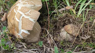 У пошуках грибів у Карпатах 🍄🍄🍄 Зустріли дику козулю! (5.06.2023)