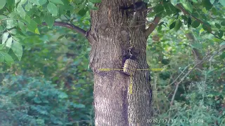 Starling Pest Control