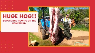 HUGE 600 LB HOG / Homestead Hog Butchering How To / BIGGEST PIG EVER