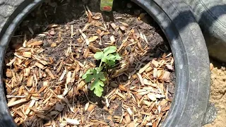 A Day in the Garden | Planting Sweet Potatoes in Straw Bales| Harvesting Broccoli and Cauliflower