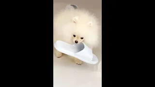 Mini 😍 Funny and cute Pomeranian puppy! 🐶 Pets Small Stories #shorts