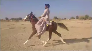 pacer Colt barkhan Balochistan