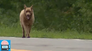 Dieser Hund läuft jeden Tag 6km. Der Grund macht alle sprachlos! I Wissensautomat