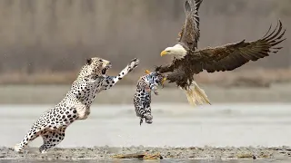 15 Craziest Fights in the Animal Kingdom