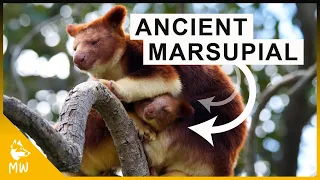 Tree Kangaroo - The Tree Climbing Plushie