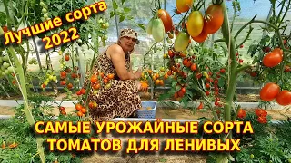 Самые урожайные семена томатов 2022. Лучшие сорта низкорослых томатов