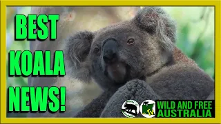 Best Koala News for Wild Koala Day    |     Onyx has a secret!    |    Wild koalas Australia
