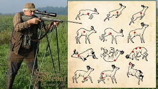 Roe deer - Shot placement and reaction - Schusszeichen auf Bock