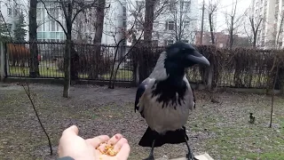 Самые вкусные орехи для друзей-ворон😋🍽🥜 !Ради этих орехов   даже на голову приземляются😂😎👍