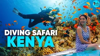 The Perfect Diving Safari At Diani, Kenya | Curly Tales